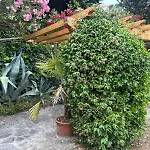 Delle Agavi *